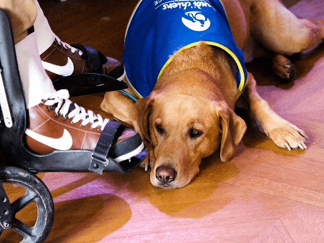 Photo d'un handi-chien